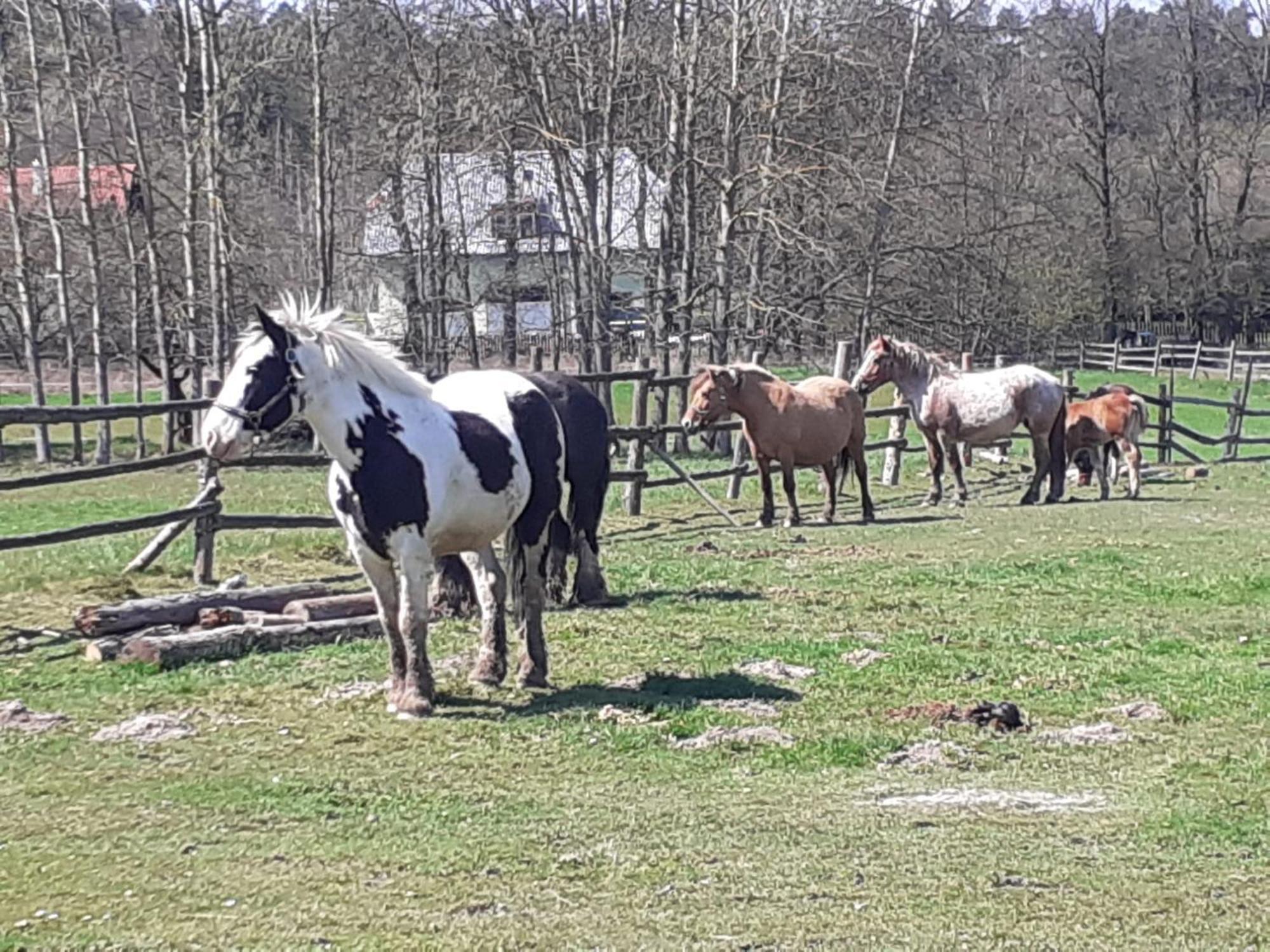 Otulina Dom W Gorach Stolowych Pod Szczelincem Pogranicze Pl-Cz Radkow Exterior foto